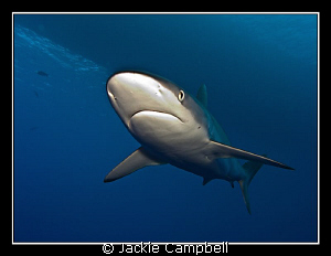 Silky shark flyover !!
Canon G9, single inon D2000 strob... by Jackie Campbell 